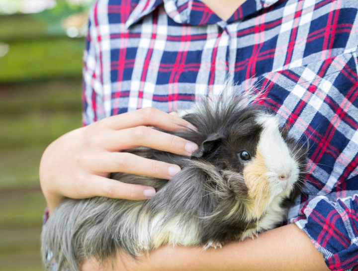 Cedar Rapids Small Animal Veterinarian