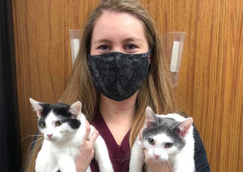 Cat Veterinarian Care, Cedar Rapids
